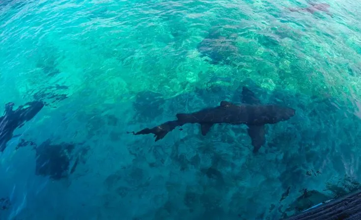 Oceanario Aquarium cartagena