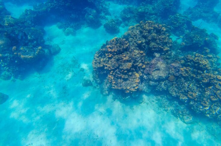 Snorkeling isla grande cartagena colombia