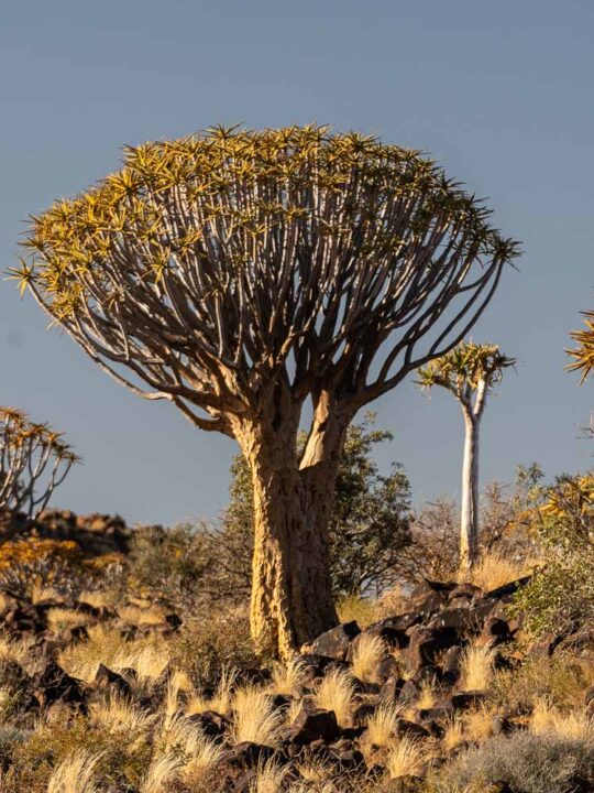 Quiver Tree Forest (Kokerboomwoud) namibia