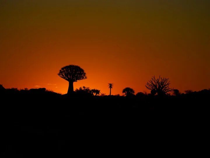 Quiver Tree Forest (Kokerboomwoud) sunset namibia