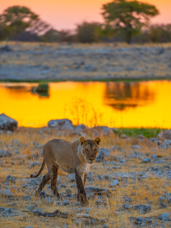 lion etosha national park Namibia