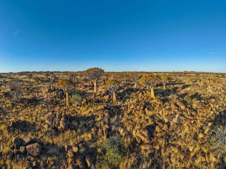 Quiver Tree Forest (Kokerboomwoud) namibia