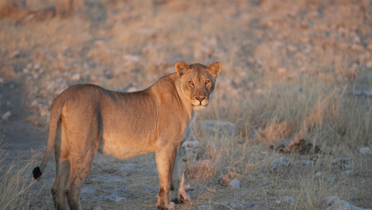 Etosha national park lion