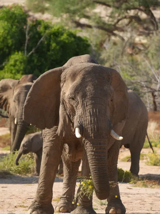 The Barndberg white lady campsite elephants namibia