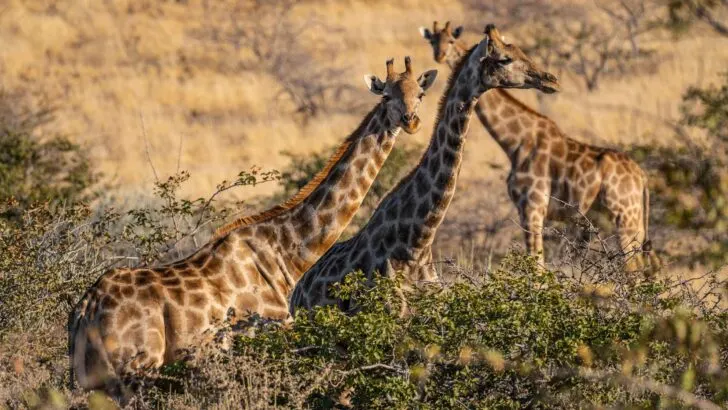 Palmwag Concession giraffes namibia
