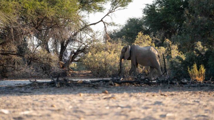 Puros wild elephant namibia