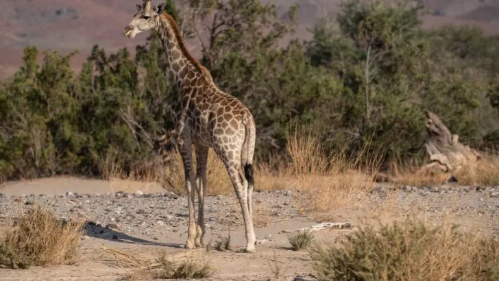 Kaokoveld giraffe namibia