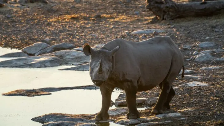 black rhino namibia