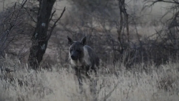 The brown hyena