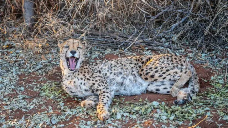  cheetah namibia